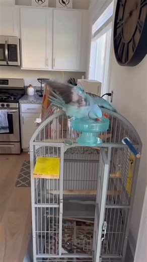 2.5K reactions · 56 shares | Splashing water #ASMR  #indianringneck #parrot #bird #prettybird #parrotsofinstagram #featherbaby #birdphotography #birdlover #blu #birdstagram #pet #bestfriend | The Blu Bird | Facebook