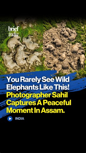 A Peaceful Moment in Assam: A Herd of Elephants Rests Together in a Rice Field.