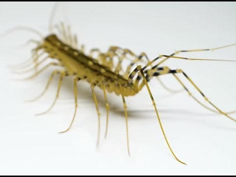 Don't Kill A Centipede Or A Spider