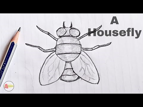 How to Draw a Housefly step by step [Tutorial]