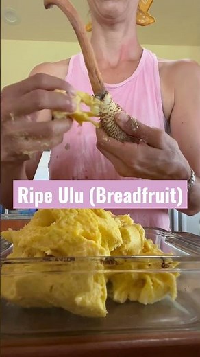 Peeled ripe Breadfruit or Ulu. Bake at 350 for about an hour for a “bread pudding” dessert🍞