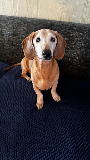Rough first night with our new foster Paco 💨 He’s incredibly sweet, but VERY into his new sisters… and unfortunately, none of us got much sleep. 😅 He’s unneutered and likely not well-socialized, so he’s a little too fixated on our girls, who are not impressed with his energy. This is foster life. Sometimes it’s messy, unpredictable, and tiring. Sometimes, not every dog is the perfect fit for every foster home, and that’s okay. Our girls are stressed, and honestly, so are we, but we’re grateful