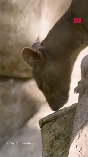 San Diego Zoo introduces trio of rare fossa pups