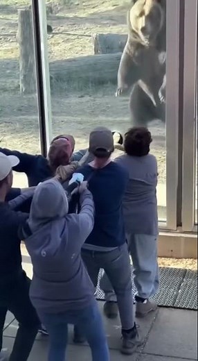 Bear vs Humans Tug-of-War | Unbelievable Strength Test!