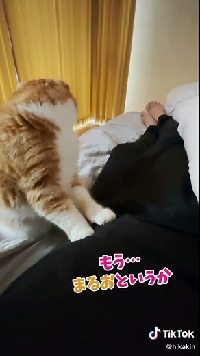 まるお…じゃなくて【もみお】#猫