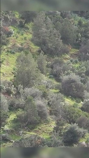 Wild boar hunting part4