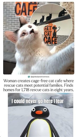 Woman creates cage free cat cafr where rescue cat meet potential family #shorts #memes #unitedstates