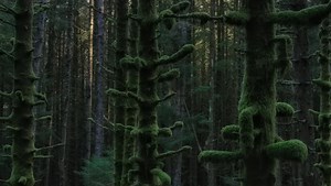 A Look at How to Make Expressive Landscape Photos