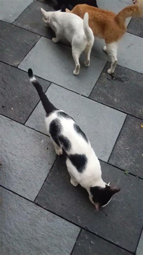 മീൻ ഇല്ലാതെ എങ്ങനെ ചോറുഉണ്ണും/comedy dialogue malayalam/cat video/pet lover/cat,/dog/viral video