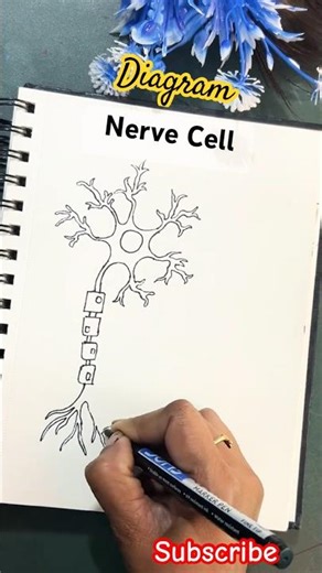 Diagram of Nerve Cell or Neuron easy / Neuron system diagram #diagram #shorts #drawing #howtodraw