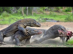 Top 10 World's Deadliest Monster Lizards