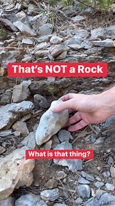 12M views · 41K reactions | They found that in the woods?  #nature #discovery #crazy #wow #interesting #ufo #aliens #silly | Our Life is Magic | Facebook