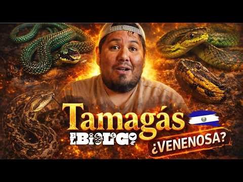 BEWARE! The Tamagas Snake of El Salvador 🐍 IS IT POISONOUS?