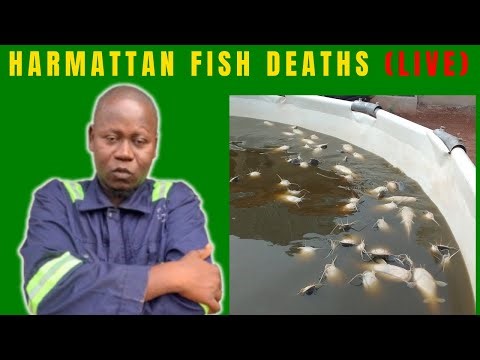 LIVE: Harmattan Is Killing Fish – Ask Your Questions