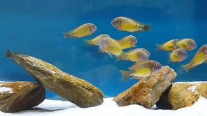 1.4K views · 48 reactions | Tropheus moorii Kasanga - red rainbow wild HD #tropheus #tanganyika #moorii #kasanga #redrainbow #cichlid | Tom's aquatic channel | Facebook