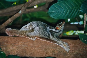 ▷ Galeopiteco » Características, Alimentación, Hábitat, Reproducción, Depredadores