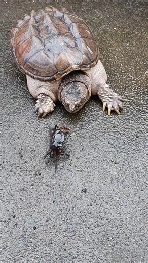hendrix backyard | Snapping turtles can bite with incredible speed, estimated at up to 174 miles per hour (280 kilometers per hour). This includes the initial... | Instagram