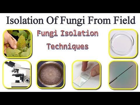 Isolation Of Fungal Pathogen From Field | Fungi Isolation Techniques