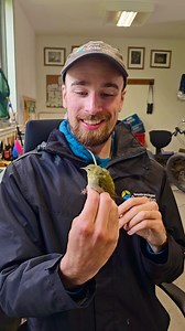 The fattest warbler we’ve ever seen? You heard that right! This week’s #FeatherFriday features some particularly plump Tennessee Warblers making their way north through Tommy Thompson Park. Just like bears bulking up for hibernation, these tiny travellers store fat as essential fuel to power their long spring migration journey. This is your last weekend to visit the Bird Research Station at Tommy Thompson Park! We’re open until June 9, from dawn to noon. Don’t miss your chance to see spring migr