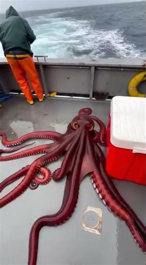 Tiger Shark Jump Scare After a Giant Octopus Crashes Aboard