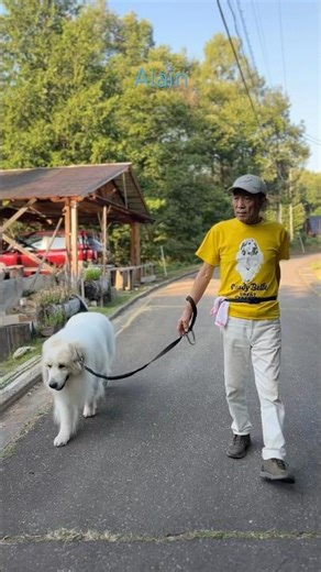 Alain #greatpyrenees #todaysrunrun #GreatPyrenees #TodaysRunRun