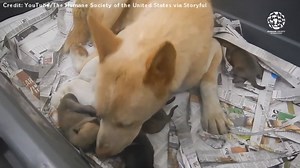 73K views · 1.6K reactions | Touching video from the Humane Society...