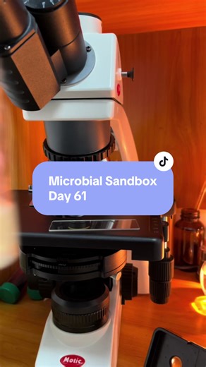 Exploring Microorganisms in Kombucha on Day 61