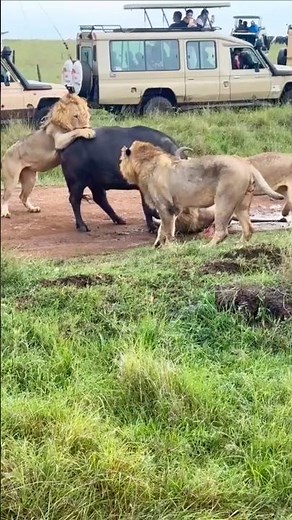 When Lions Hunt Together | Buffalo Under Attack in the Wild | #kenya #tanzania #wildlife #travelvlog