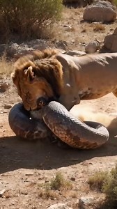 4.3K views · 12 reactions | Latest Sighting: Python vs lion. They're called Africa apex predators, they rule the African Wilderness. Today they meet one on one in a brutal fight..#reelsvideos | Gilbert Banda | Facebook