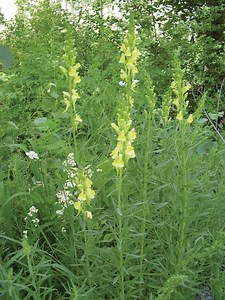 Weed of the Week: Yellow Toadflax