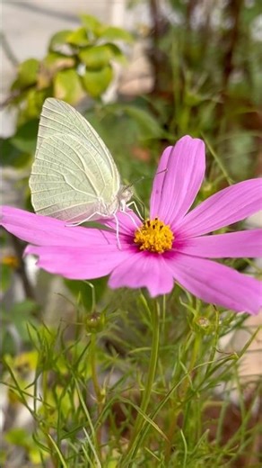 Mottled Emigrant Butterfly 🌼 Nature’s Gentle Pollinator in Action #shorts