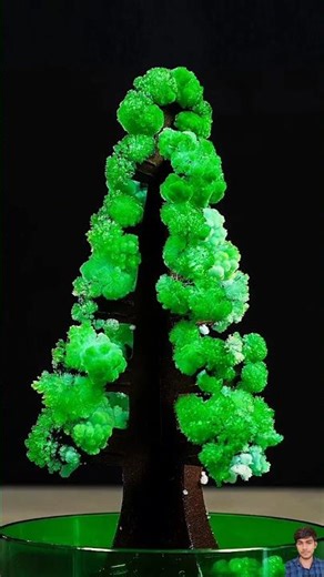 Magic Growing Crystal Christmas Tree #experiment #shorts