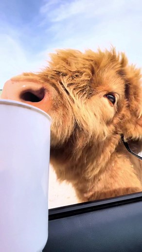 Experience the Thrill of African Wildlife Safari Park in Port Clinton, Ohio!