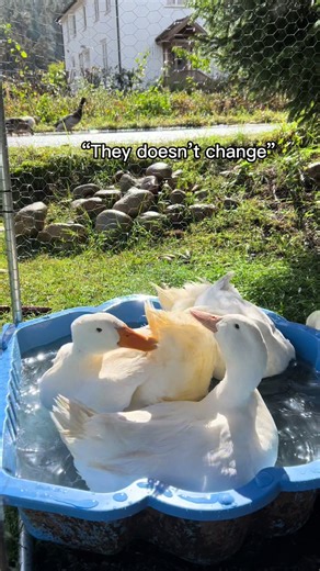 Adorable Ducklings: The Cutest Moments Captured