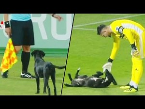 Playful Stray Dog Interrupts Professional Soccer Game in Georgia