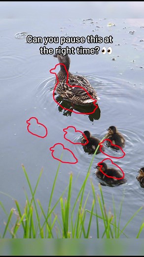 How good are your reflexes? Catch the ducks 🦆 | Awesome