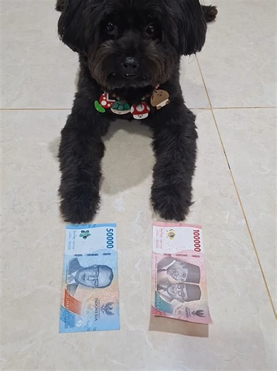 Poodle Pintar: Kuro Si Anjing Lucu di TikTok