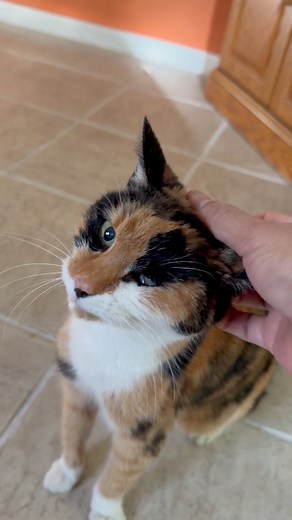 21 years old cat showing love #cat #catlovers #oldcat #lovecats #kittylover #seniorcats #kittylover #calico #FunnyCats #calicocat @topfans | Kitty lucky