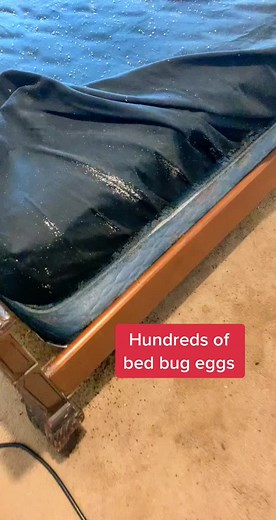 North Texas bed bug heat treatment. #bedbugs #heattreatment #infestation #foryou #foryoupage #fyp #texas #northtexas #exterminator #bedbugeggs