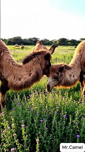 Camel mating and breeding scene 20