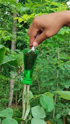 Propagating plants by air layering using bottles as containers is a simple and quick method. We'll see tomorrow if it works or not.🌳 #fblifestyle #airlayering #craft #diy | Mas Ben