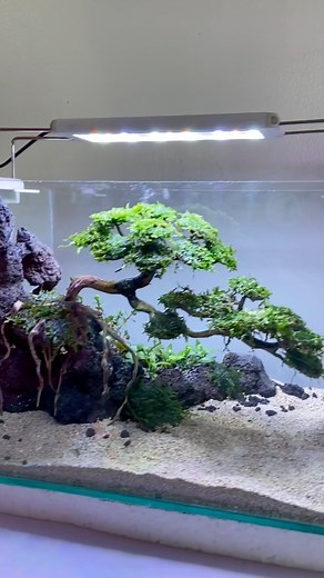 184K views · 1.6K reactions | Making our 12x8x8in Cliff Bonsai Scaped aquarium 直✨ | AquaScaping Deals PH | Facebook