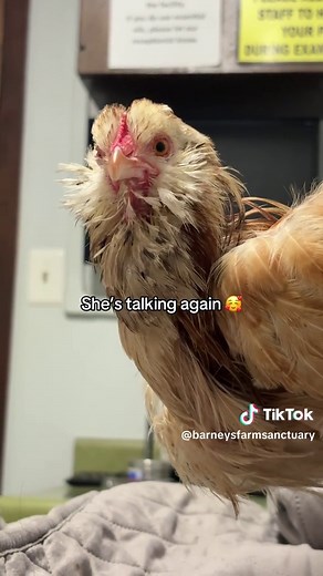 #sparklesthechicken