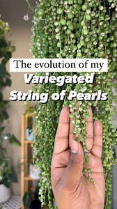 The sweet evolution of this Variegated String of Pearls 🥰 If you would like the care I give this plant just comment “pearls” and I’ll send you the details #variegatedstringofpearls #stringofpearls #plantcare #planttips #indoorjungle #homejungle #plantlover #plantlife #plantpeople | plants_itsavibe