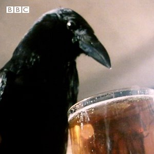 #OnThisDay 1977: That’s Life met up with beer-loving bird, Jack, to find out if real ale was worth crowing about. | BBC Archive