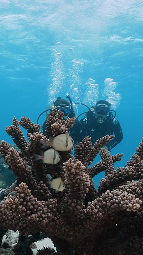 1.1K views · 19 reactions | Which HyFlex fins are you choosing for this dive... Zoom- Split fin with Propeller Technology to produce a low amplitude flutter-kick. COMING SOON! ⚡Switch - Single fin with Vortex Generator that reduces resistance. Both have interchangeable blades and an angled blade design to keep you cruising. . . . #TUSA #FindYourOcean #ExploreMore #scubadiving #diving #underwateradventures | TUSA | Facebook