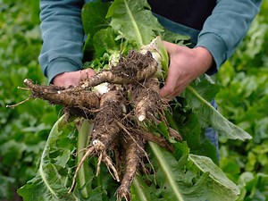 What is inulin and what food products can it be used in? - NCC Food Ingredients