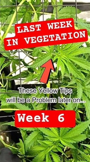 It has now become a Green Screen | Scrogging Day 35