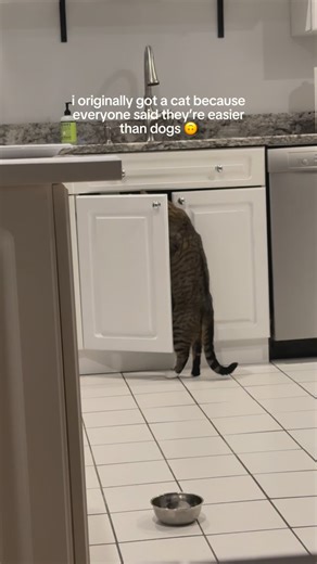 The Loki Show | his look at the end as if i’m the one annoying him #catsofinstagram #badcatsofinstagram #funnycat #cat | Instagram