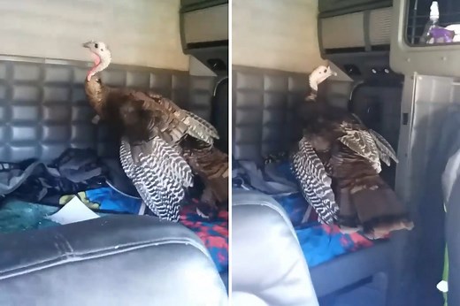 Trucker boots turkey from his vehicle and it doesn’t end well